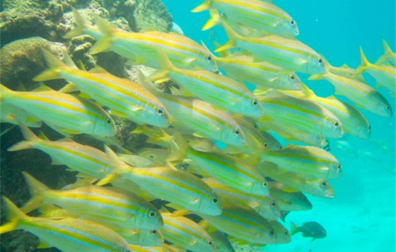 A school of yellow-lined goatfish. CREDIT: Tim McClanahan/WCS